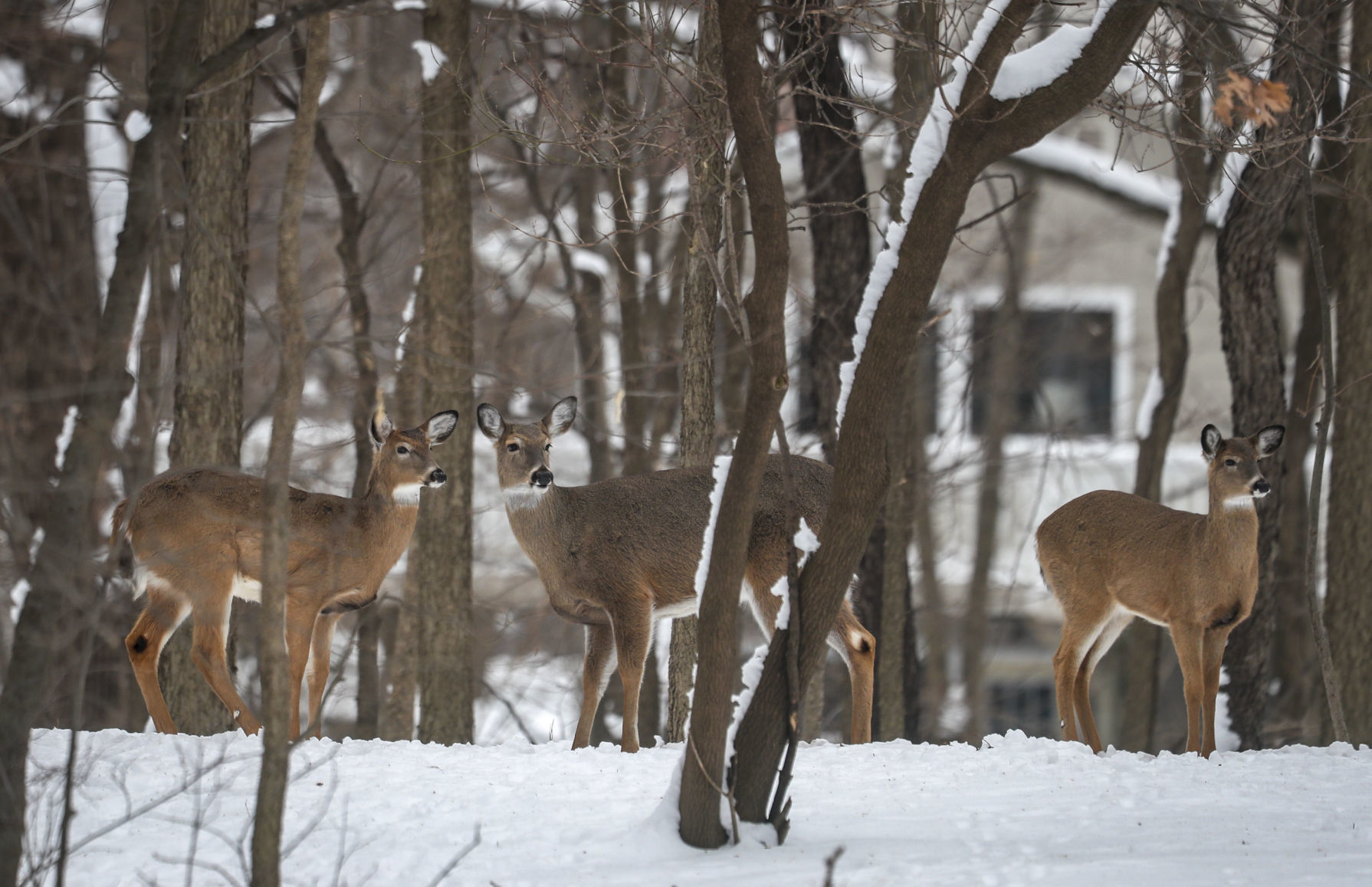 012319-qct-qca-deerhunt-002